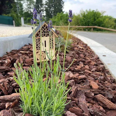 Chez Gaston - * Entrelacs